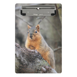 penibel mini klemmbrett