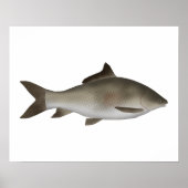 Peninsula-Karpfen Poster (Vorne)