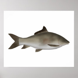 Peninsula-Karpfen Poster