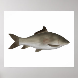 Peninsula-Karpfen Poster