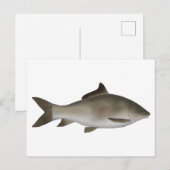 Peninsula-Karpfen Postkarte (Vorne/Hinten)