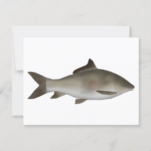 Peninsula-Karpfen Postkarte