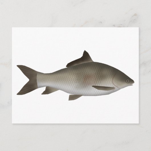 Peninsula-Karpfen Postkarte (Vorderseite)