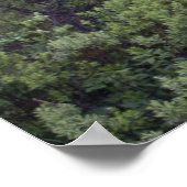 Pennant Brook in Fog Fine Art Print Poster (Ecke)