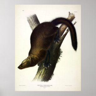 Pennant's Marten, oder Cat Fisher, von Audubon Poster