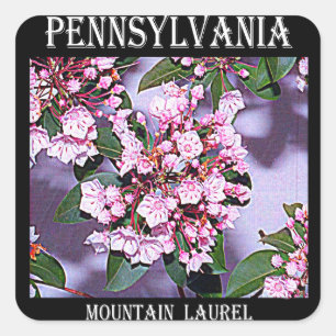 Pennsylvania-Berglorbeer Quadratischer Aufkleber