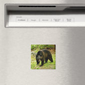 Pennsylvania Black Bear Magnet (In Situ (Geschirrspüler))