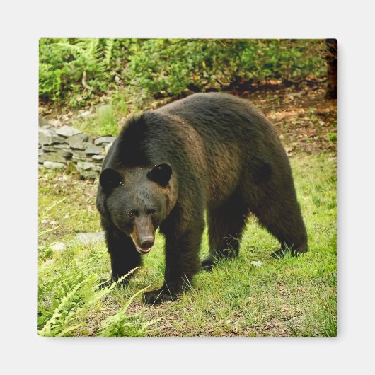 Pennsylvania Black Bear Magnet (Vorne)