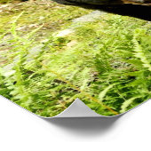 Pennsylvania Black Bear Poster (Ecke)