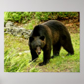 Pennsylvania Black Bear Poster (Vorne)