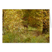Pennsylvania Deer in Fall Nature (Vorderseite (Horizontal))