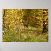 Pennsylvania Deer in Fall Nature Poster (Vorne)