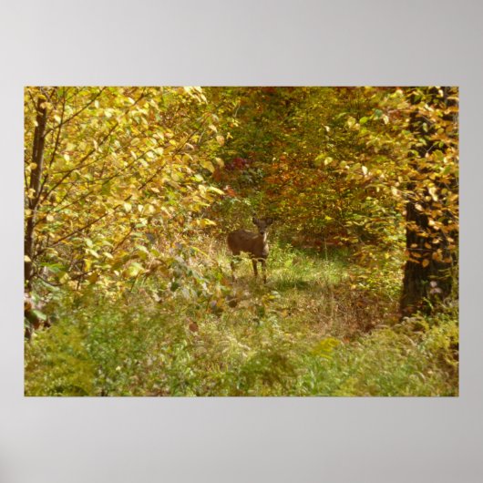 Pennsylvania Deer in Fall Nature Poster (Vorne)