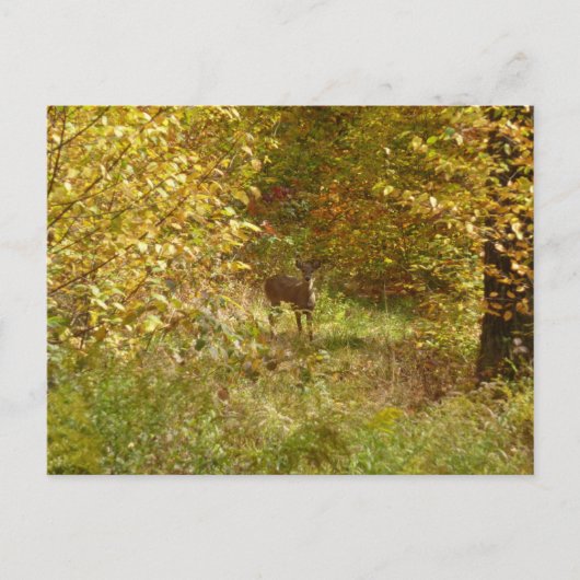 Pennsylvania Deer in Fall Nature Postkarte (Vorderseite)