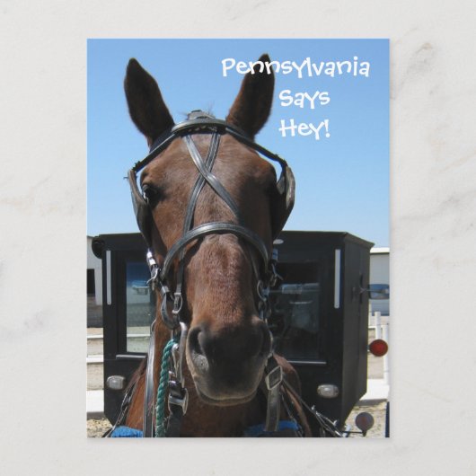 Pennsylvania Hey! Postkarte (Vorderseite)