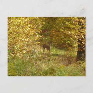 Pennsylvania-Hirsche im Herbst Natur Postkarte