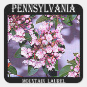 Pennsylvania Mountain Laurel Quadratischer Aufkleber (Vorderseite)