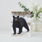 Pennsylvania Schwarzer Bär im Winter Postkarte (Stehend Vorderseite)