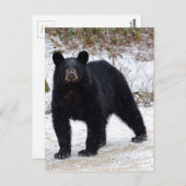 Pennsylvania Schwarzer Bär im Winter Postkarte (Vorne/Hinten)