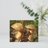 Penny Bun Mushroom Postcard Postkarte (Stehend Vorderseite)