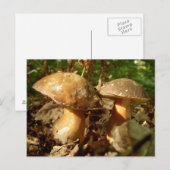 Penny Bun Mushroom Postcard Postkarte (Vorne/Hinten)