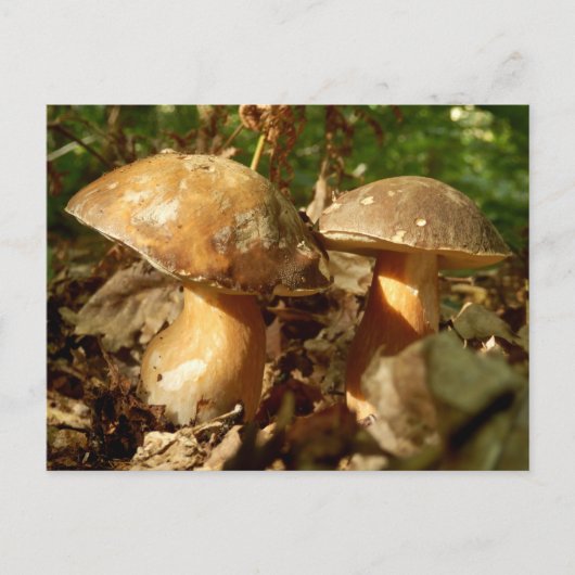 Penny Bun Mushroom Postcard Postkarte (Vorderseite)