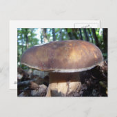 Penny Bun Mushroom Postcard Postkarte (Vorne/Hinten)