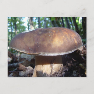 Penny Bun Mushroom Postcard Postkarte