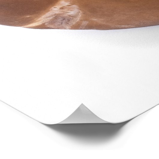 Penny bun poster (Ecke)