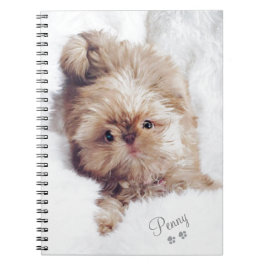 Penny die orange Leber Shih Tzu auf Tablette der Notizblock