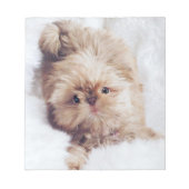 Penny orange liver Shih Tzu Welpenpapier Notizblock (Vorderseite)