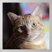 Penny Poster (Vorne)