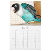 Pennys-Pico Lovebirds Kalender (Mär 2027)
