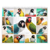 Pennys-Pico Lovebirds Kalender (Titelbild)