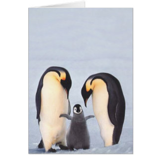 Penquin Familie