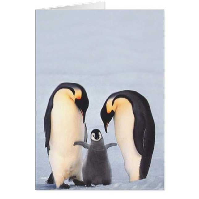 Penquin Familie (Vorne)