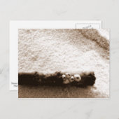 Pensacola Beach Post Card Postkarte (Vorne/Hinten)