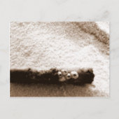 Pensacola Beach Post Card Postkarte (Vorderseite)