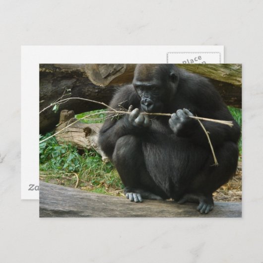 Pensive Gorilla Postkarte (Vorne/Hinten)