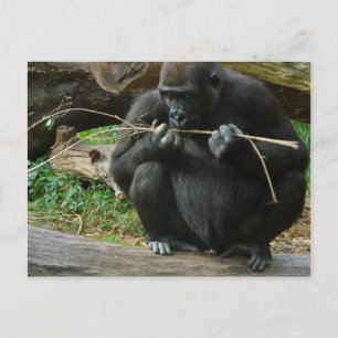 Pensive Gorilla Postkarte
