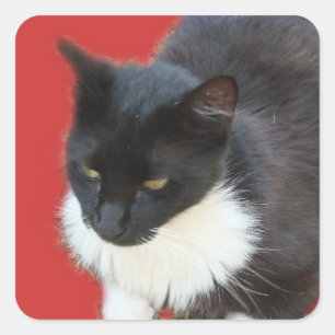 Pensive Kitty Quadratischer Aufkleber