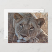 Pensive Lion Postkarte (Vorne/Hinten)