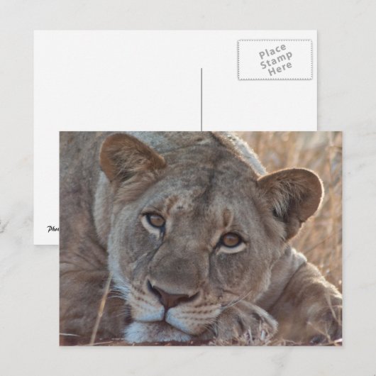 Pensive Lion Postkarte (Vorne/Hinten)