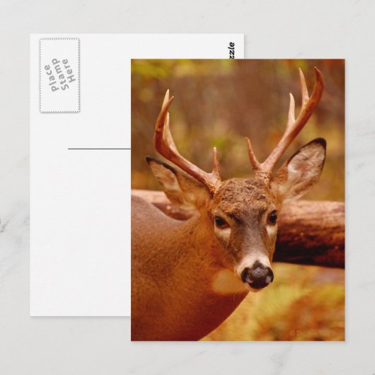 Pensive Mule Deer Buck Postkarte (Vorne/Hinten)