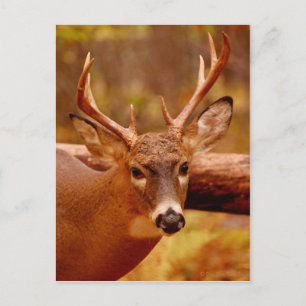 Pensive Mule Deer Buck Postkarte
