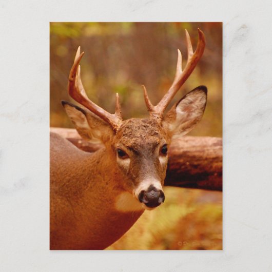 Pensive Mule Deer Buck Postkarte (Vorderseite)