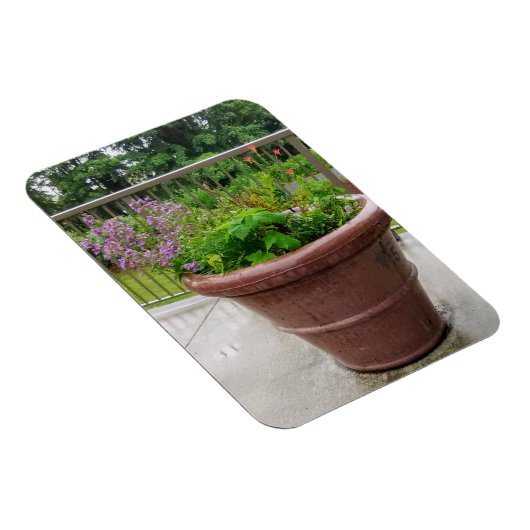 Penstemon Magnet (Rechte Seite)