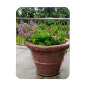 Penstemon Magnet (Vertikal)