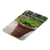 Penstemon Magnet (Linke Seite)