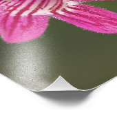 Penstemon, Penstemon triflorus, Fotodruck (Ecke)